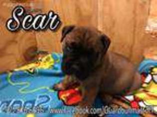 Bullmastiff Puppy for sale in Lewisville, TX, USA