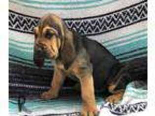 Bloodhound Puppy for sale in Brock, TX, USA