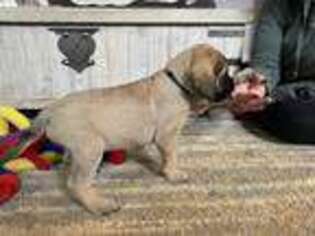 Mastiff Puppy for sale in Bristol, TN, USA