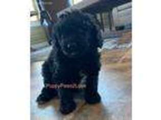 Goldendoodle Puppy for sale in Sibley, IA, USA