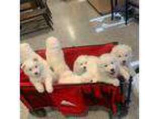 Samoyed Puppy for sale in El Monte, CA, USA