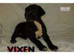 Great Dane Puppy for sale in Winston Salem, NC, USA