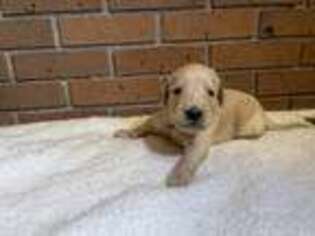 Labradoodle Puppy for sale in Savannah, GA, USA