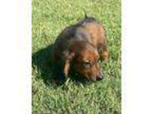 Dachshund Puppy for sale in Tulsa, OK, USA