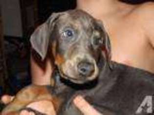 Doberman Pinscher Puppy for sale in VIAN, OK, USA