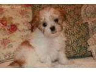 Mutt Puppy for sale in Butler, KY, USA
