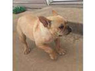 French Bulldog Puppy for sale in Red Oak, OK, USA