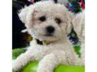 Bichon Frise Puppy for sale in Lindon, UT, USA
