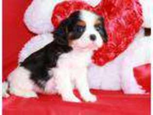 Cavalier King Charles Spaniel Puppy for sale in Troy, MT, USA