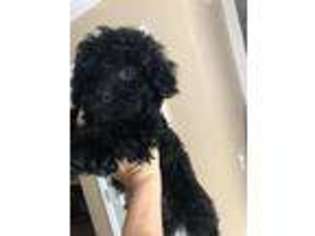 Mutt Puppy for sale in Bogart, GA, USA