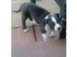Alapaha Blue Blood Bulldog Puppy for sale in Tuskegee, AL, USA