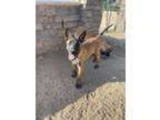 Belgian Malinois Puppy for sale in Norco, CA, USA