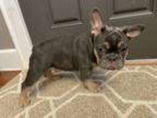 French Bulldog Puppy for sale in Northport, NY, USA