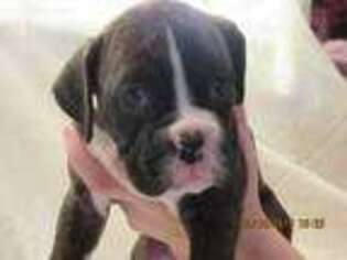 Boxer Puppy for sale in Pueblo, CO, USA