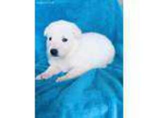 Bedlington Terrier Puppy for sale in Rosharon, TX, USA