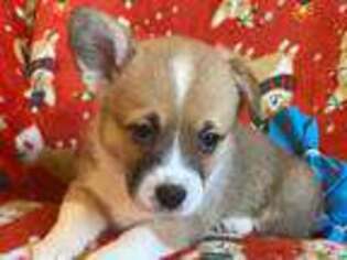 Pembroke Welsh Corgi Puppy for sale in Coeur D Alene, ID, USA