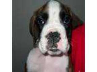 Boxer Puppy for sale in Jamesville, NY, USA