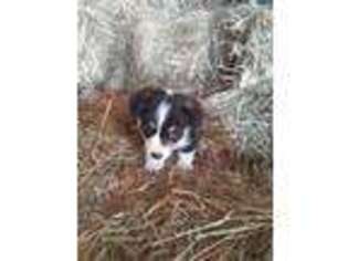 Pembroke Welsh Corgi Puppy for sale in Pilot Mound, IA, USA
