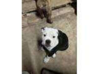 Olde English Bulldogge Puppy for sale in Briggs, TX, USA