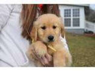 Golden Retriever Puppy for sale in Jacksonville, GA, USA