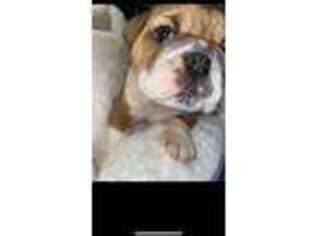 Bulldog Puppy for sale in Palmdale, CA, USA