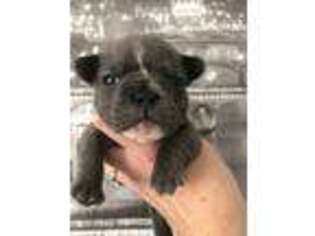 French Bulldog Puppy for sale in Sidney, MT, USA