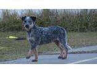 Australian Cattle Dog Puppy for sale in Checotah, OK, USA