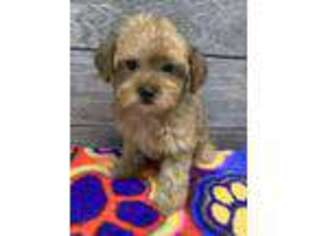 Yorkshire Terrier Puppy for sale in Richmond, IL, USA