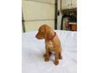 Vizsla Puppy for sale in Taylor, MI, USA