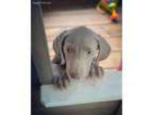 Weimaraner Puppy for sale in Beaufort, SC, USA