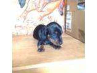 Dachshund Puppy for sale in Patterson, LA, USA