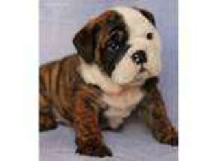 Bulldog Puppy for sale in Wentworth, MO, USA
