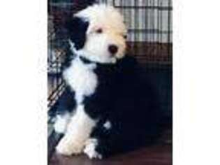 Old English Sheepdog Puppy for sale in Anita, IA, USA