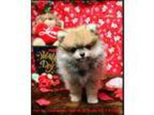 Pomeranian Puppy for sale in Port Angeles, WA, USA