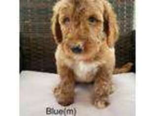 Goldendoodle Puppy for sale in Elbert, CO, USA