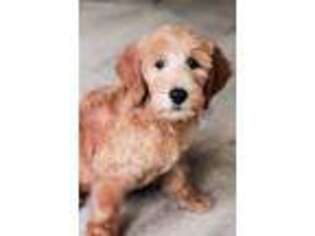 Goldendoodle Puppy for sale in Houma, LA, USA