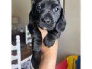 Dachshund Puppy for sale in Locust Grove, GA, USA