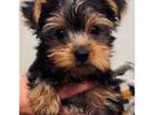 Yorkshire Terrier Puppy for sale in Driftwood, TX, USA