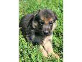 German Shepherd Dog Puppy for sale in Lyons, NE, USA