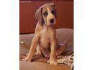 Great Dane Puppy for sale in Boston, VA, USA