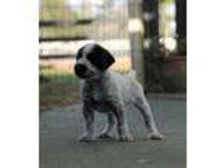 German Shorthaired Pointer Puppy for sale in Polk City, FL, USA