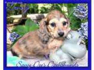 Dachshund Puppy for sale in Searcy, AR, USA