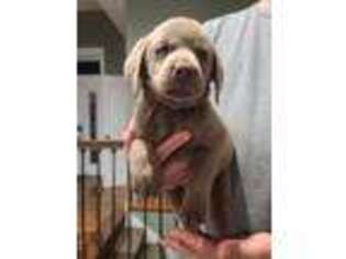 Labrador Retriever Puppy for sale in Topeka, KS, USA