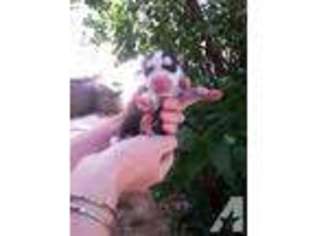Siberian Husky Puppy for sale in AUBURN, CA, USA
