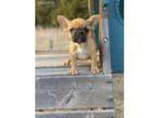 French Bulldog Puppy for sale in Ada, OK, USA
