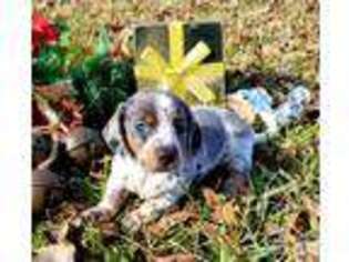 Dachshund Puppy for sale in Clarksville, TX, USA