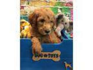 Goldendoodle Puppy for sale in La Crosse, WI, USA