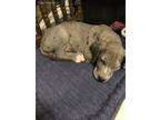Great Dane Puppy for sale in Yonkers, NY, USA