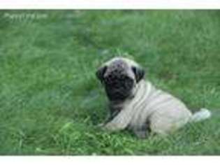 Pug Puppy for sale in Fayetteville, PA, USA