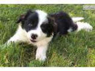 Border Collie Puppy for sale in Phoenix, AZ, USA